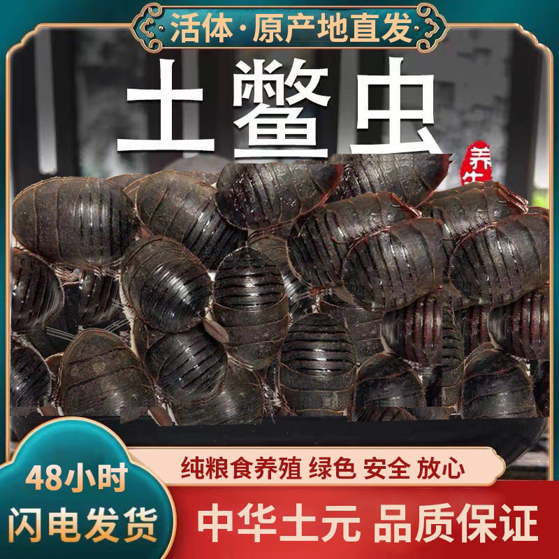 土元虫正品活体土鳖虫接骨虫药食两用中药材地鳖虫土鳖子金边鲜活
