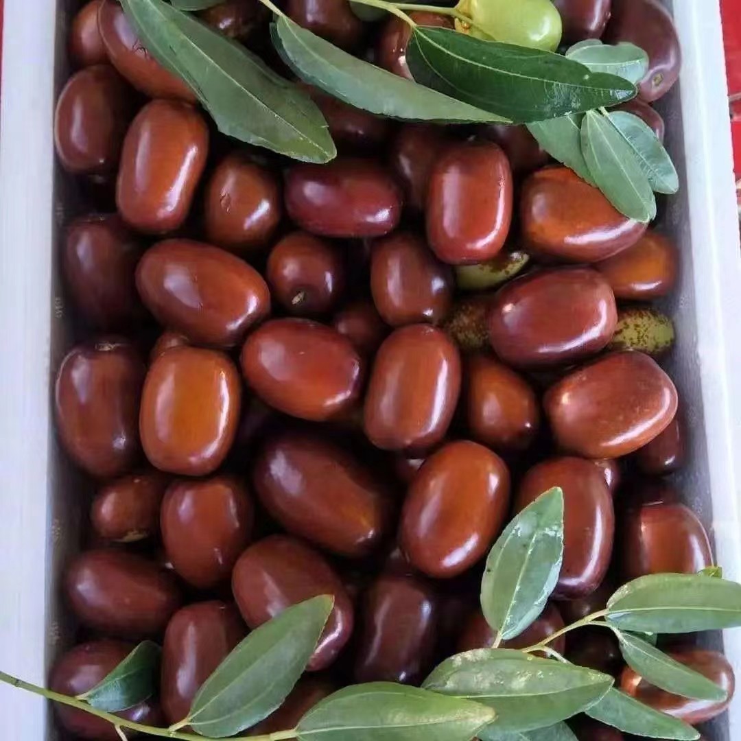 【脆甜】枣子新鲜水果大红枣鸡心枣子1-5斤非灵武冬枣可蒸着吃长枣