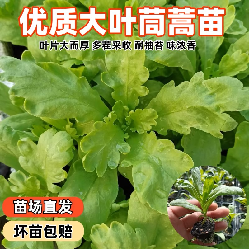 笙之耕大叶茼蒿菜苗秧苗蓬蒿菊花菜苗四季皇帝菜蔬菜苗庭院