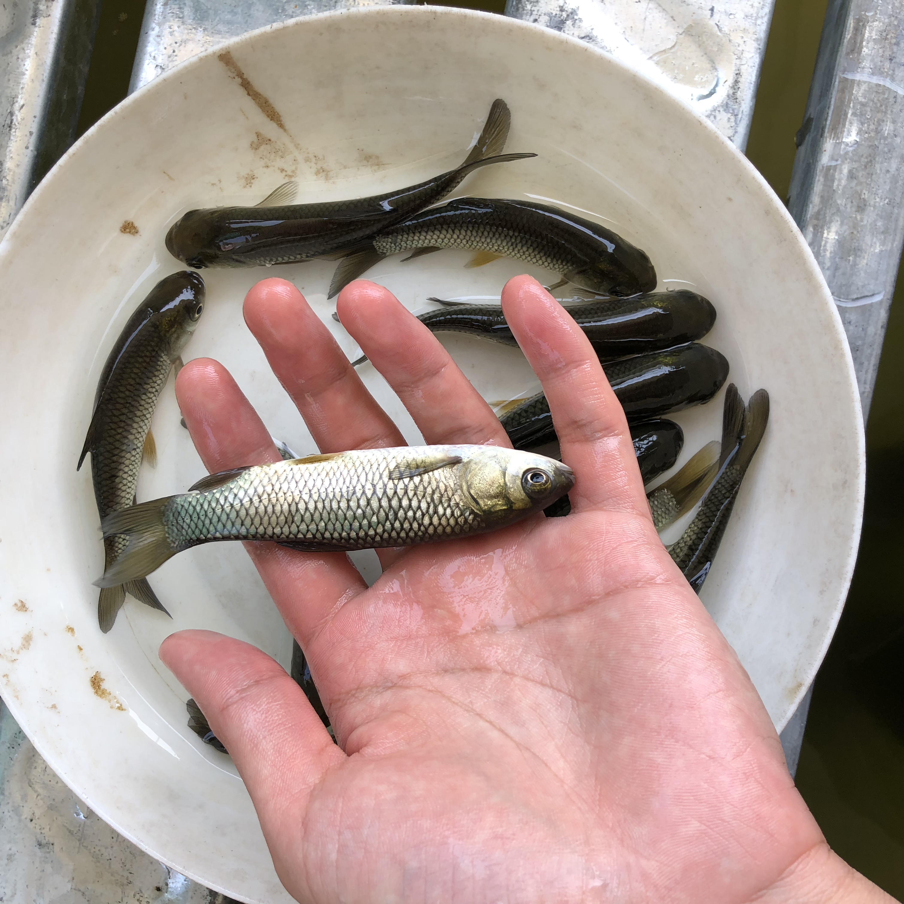 长身草鱼 鲩鱼  吃草鱼 淡水鱼