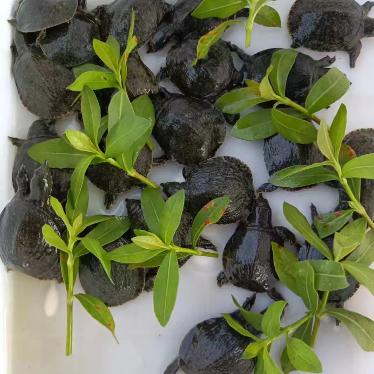 外塘冷水原生态养殖甲鱼苗活体鲜活甲鱼苗批发包邮包活送开口料