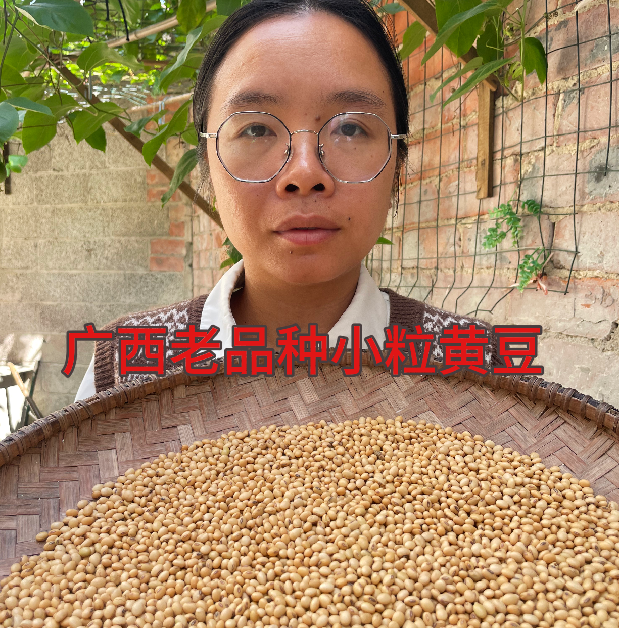 25年新小粒黄豆广西正宗老品种自留种自然生长深山种植豆香味浓郁