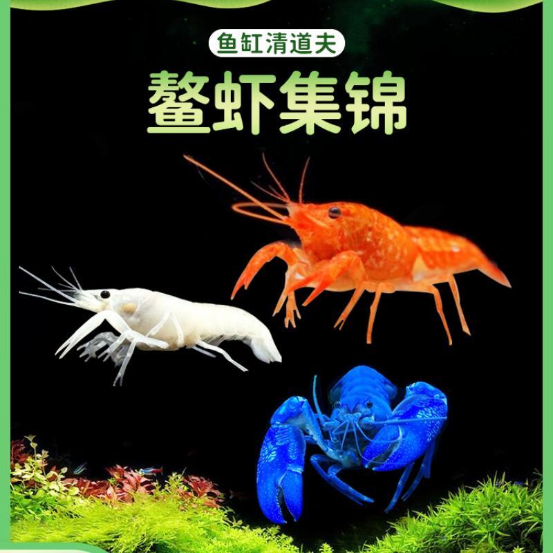 【水族】观赏虾观赏虾鳌虾橘熬虾桔色鳌虾淡水虾活体虾鱼缸宠物
