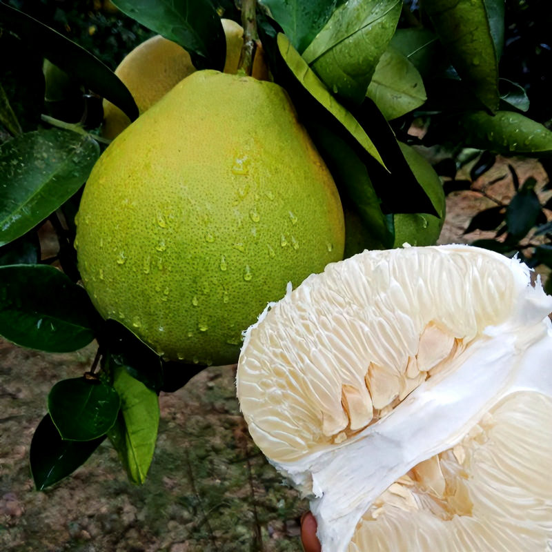 江西水果吉安安福柚子薄皮爆汁蚕子冰糖蜜柚甜正宗金兰香柚现摘