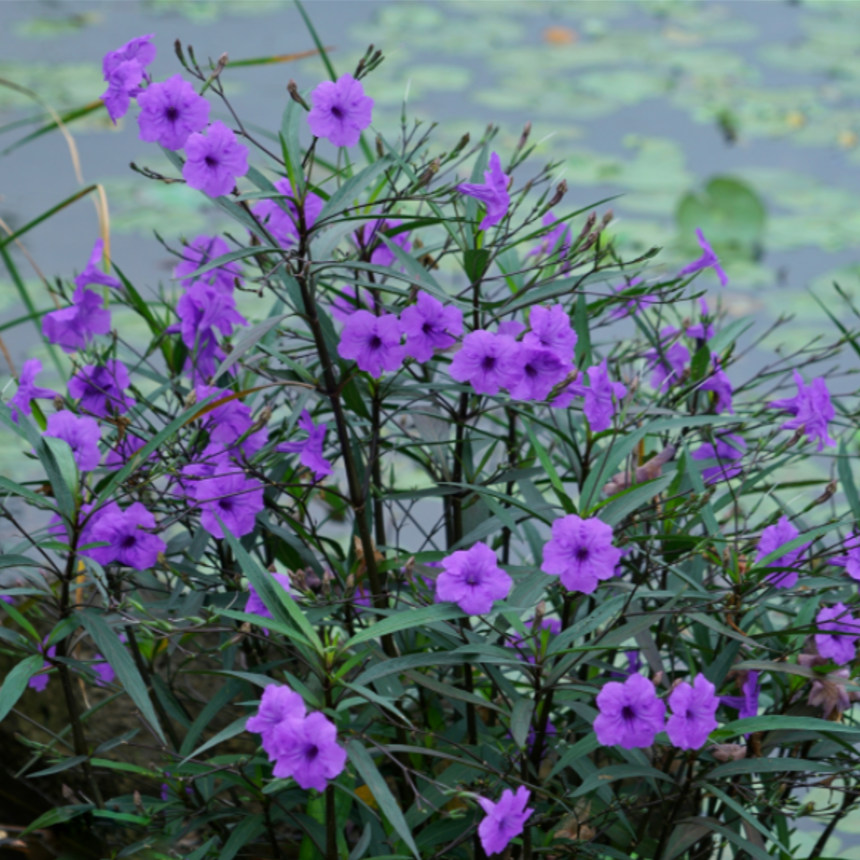 翠芦莉盆栽阳台庭院开花多年生耐热花期长好养直播绿植爆花易活