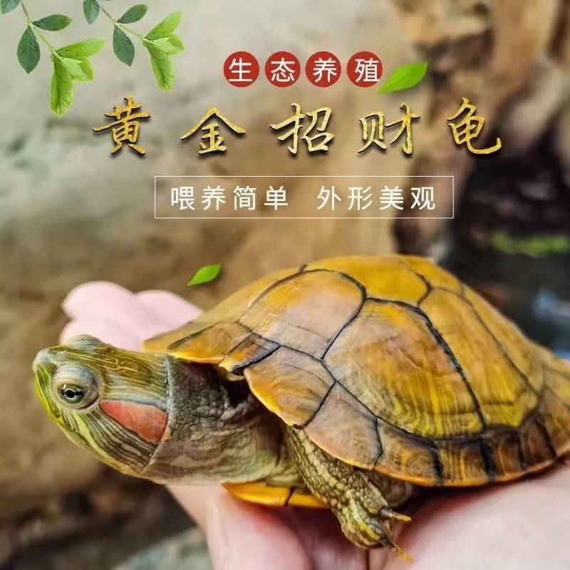 一对情侣乌龟黄金招财巴西龟小乌龟活物宠物观赏活体乌龟