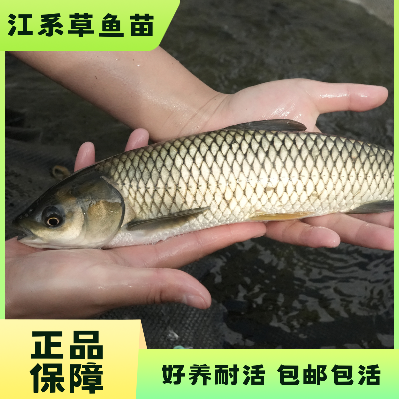 【活体】草混子草鱼（3-30cm）观赏鱼淡水鱼冷水鱼鱼大号