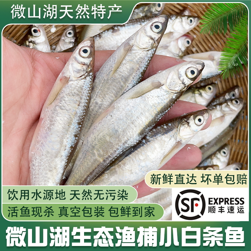 顺丰小白条鱼餐条鱼大白刁子鱼淡水小河鱼杂鱼翘嘴鱼新鲜活鱼现杀