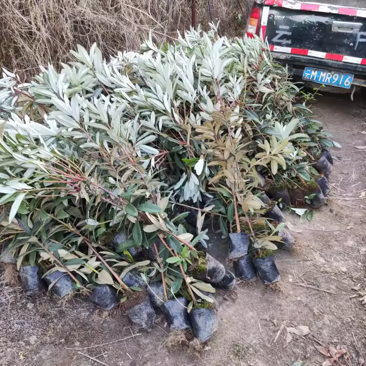 云南马缨花高山杜鹃大树杜鹃苗木产地直发一米高带盆发货