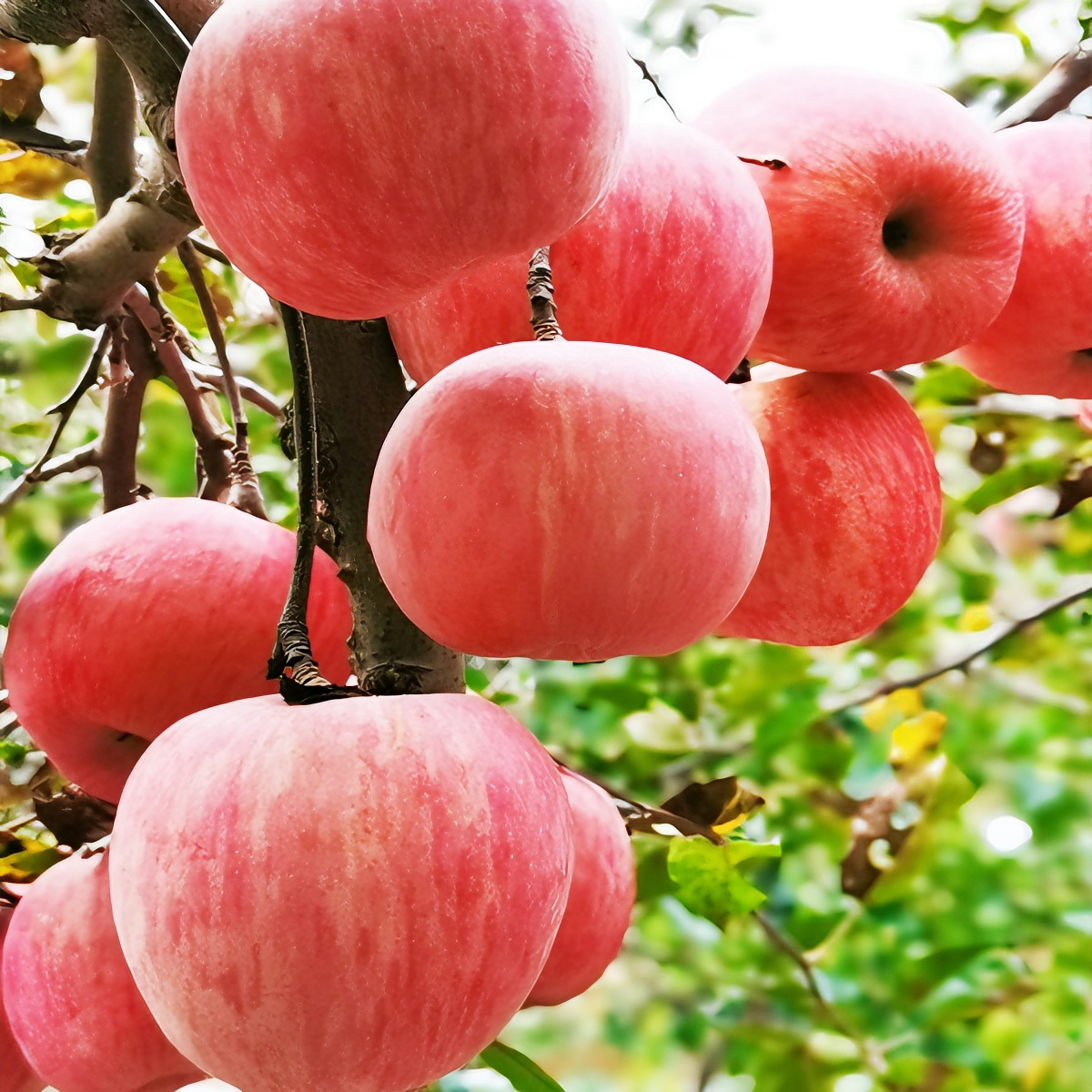 山东富硒红富士苹果皮薄脆甜汁水丰厚美味可口5斤/10斤包邮农产品