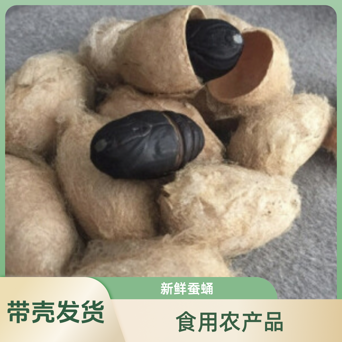 （带壳发货）东北特产、禅蛹、茧蛹、柞树蚕蛹、鲜活产地聚划算蝉蛹