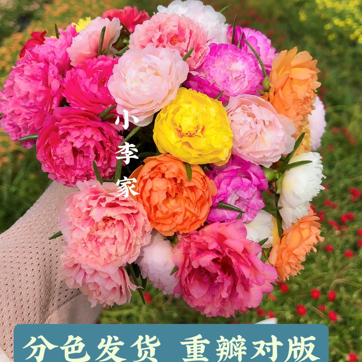 新品宿根重瓣太阳花多年生易养活多季开花植物