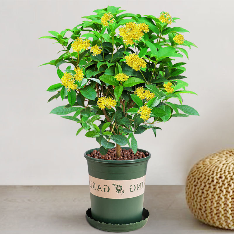 盆栽四季桂花树月月桂开花带香味阳台室内外好养易活庭院花卉绿植