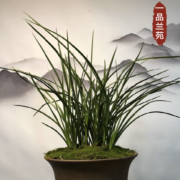 蕙兰盆景、浓香型（不香包退）