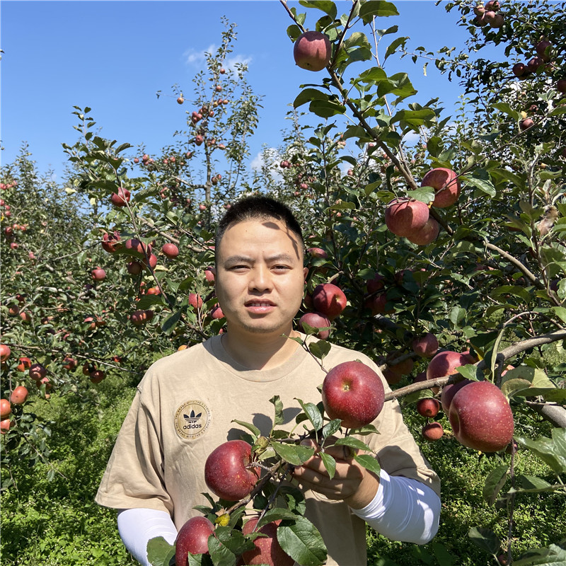 四川大凉山盐源丑苹果现摘现发红富士苹果脆甜多汁 5/9斤装