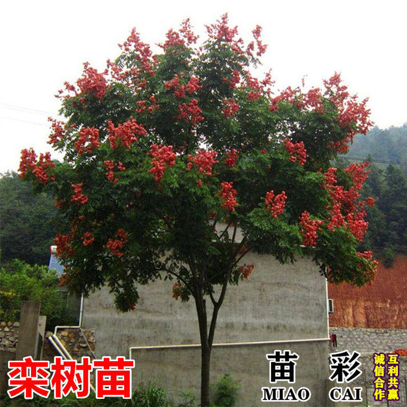 栾树小苗园林栾树黄山栾树栾树绿化苗木行道树庭院风景树苗栾树苗