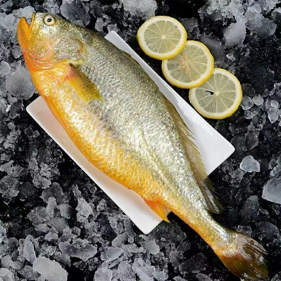 甄选品质 新鲜速冻大黄鱼/黄花鱼