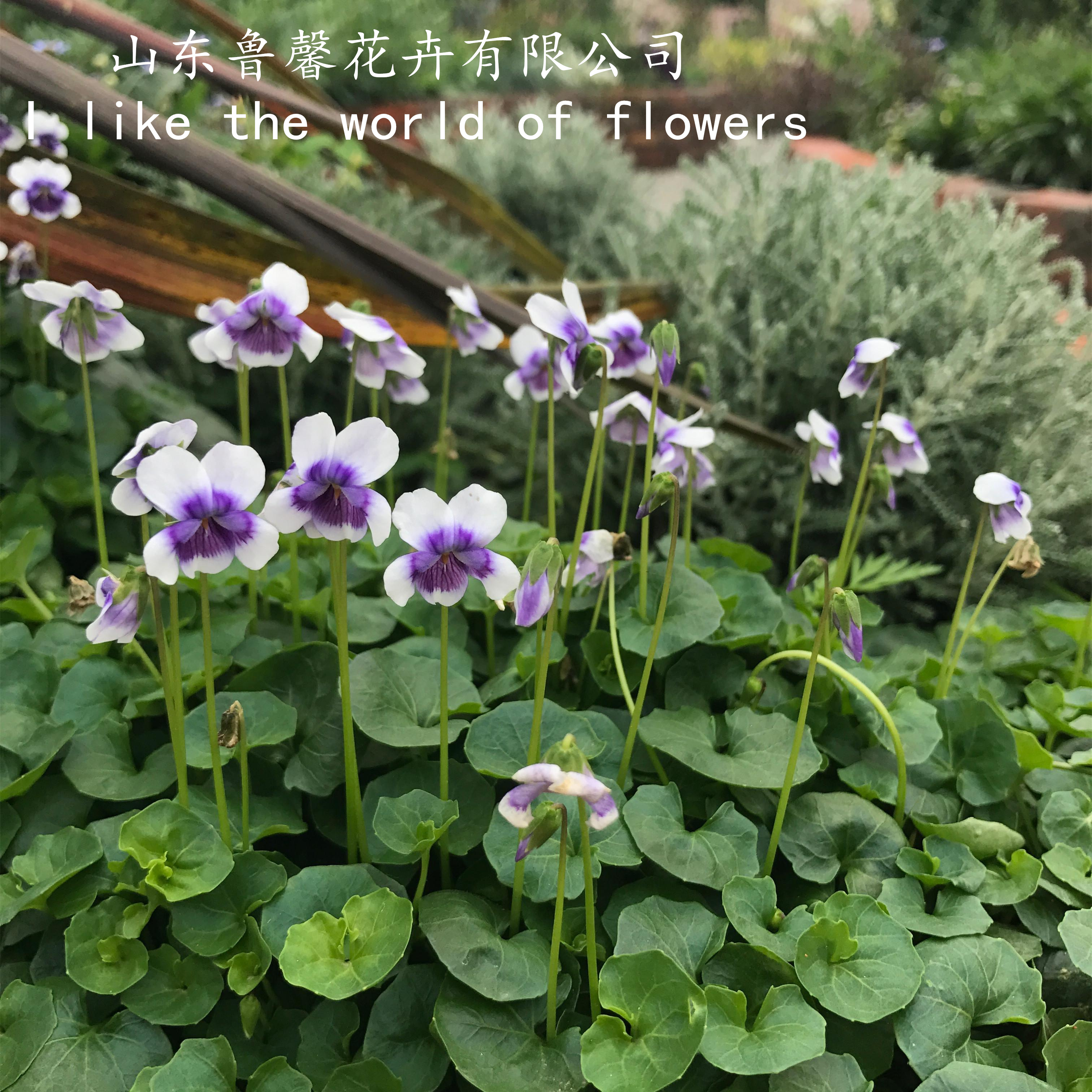 【鲁馨】精品 熊猫堇 多年生常绿地被植物净化空气 小清新花期