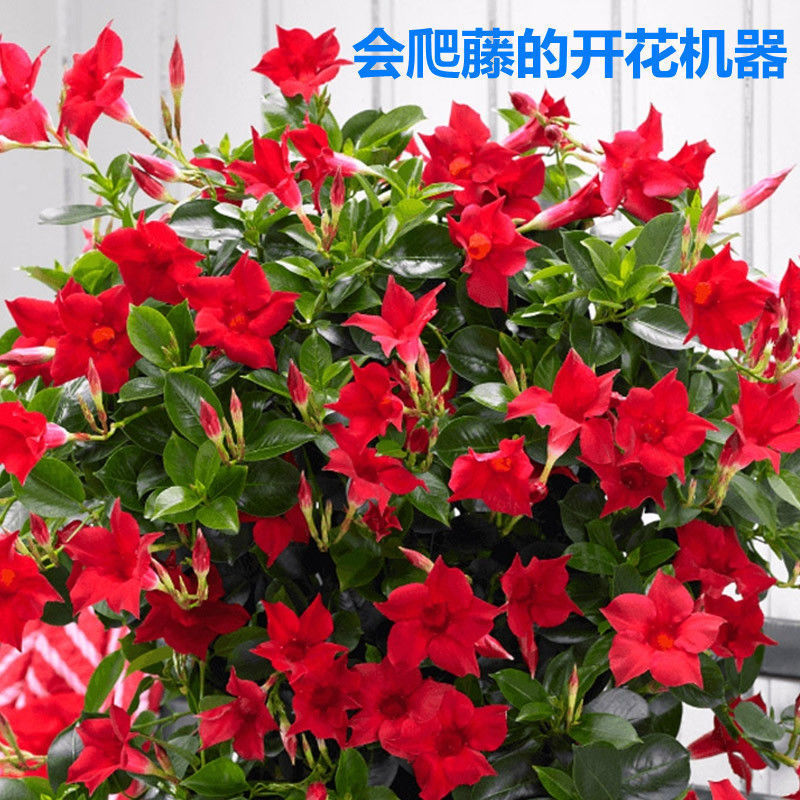 遇花卉万里飘香藤盆栽大花四季开花攀爬植物双喜藤多年生盆景观