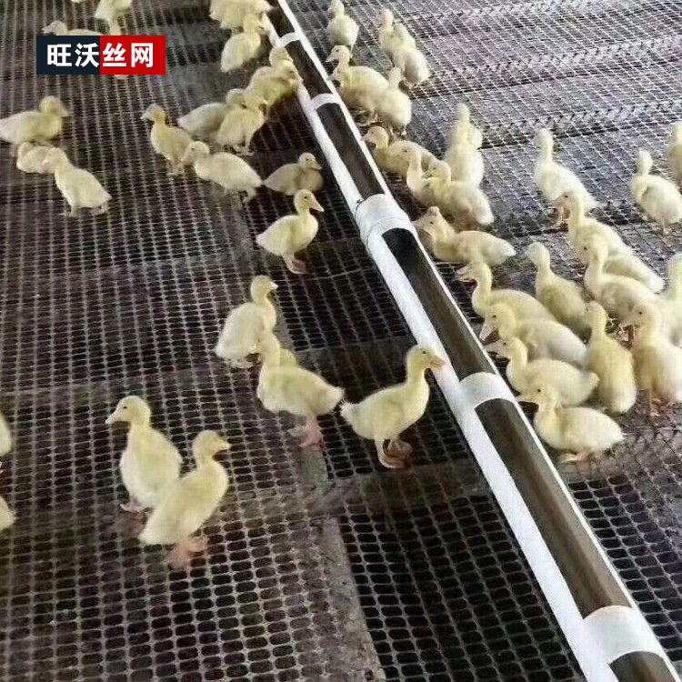 小孔育雏网养殖网脚垫网大棚兜雨网岩棉盖网防鸟网植被网钢丝网