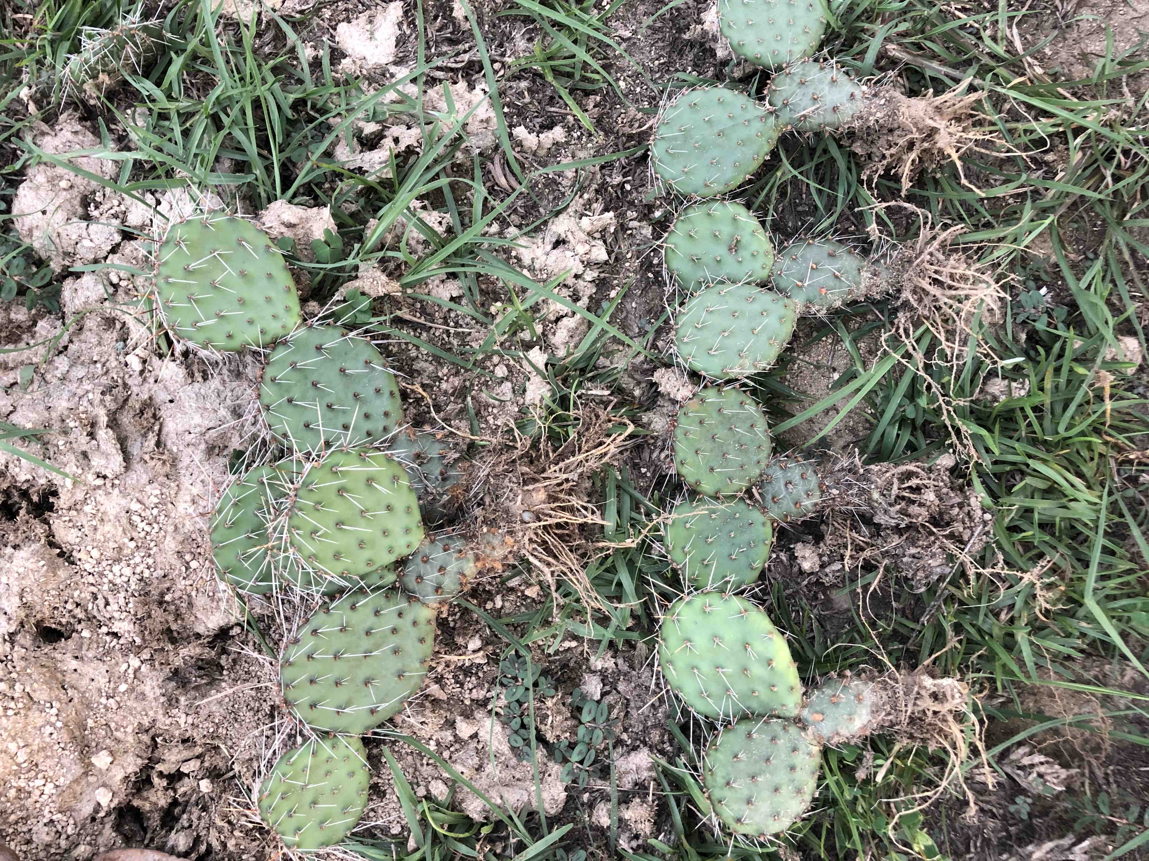 修罗团扇仙人掌，开花结果，整颗带根子，特殊造型很可爱