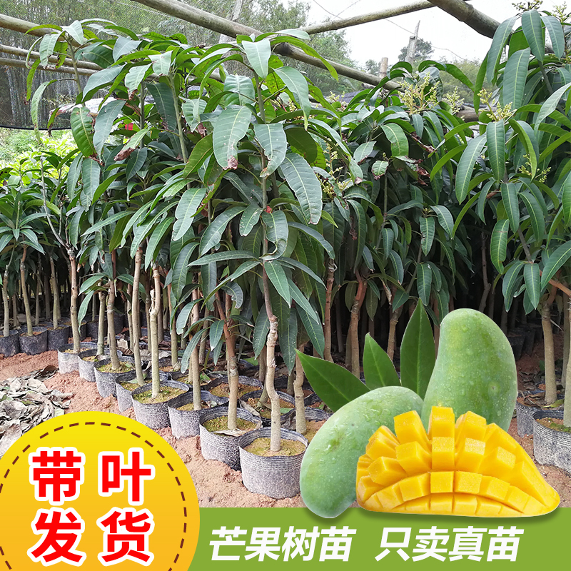 广西澳芒椰香芒金煌芒果嫁接苗台农桂七红贵妃芒果