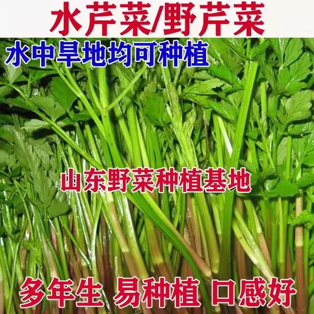 水芹种子野芹菜种苗适合家庭阳台庭院大田种植四季多年生野菜