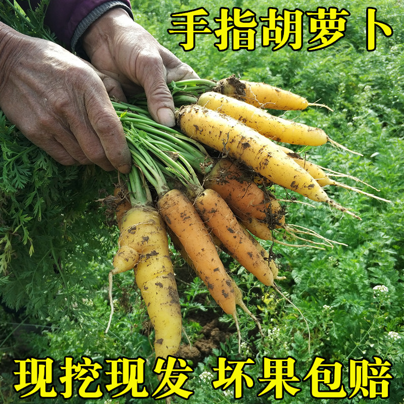胡萝卜新鲜湖北特产红黄胡萝卜老品种手指小黄胡萝卜5斤