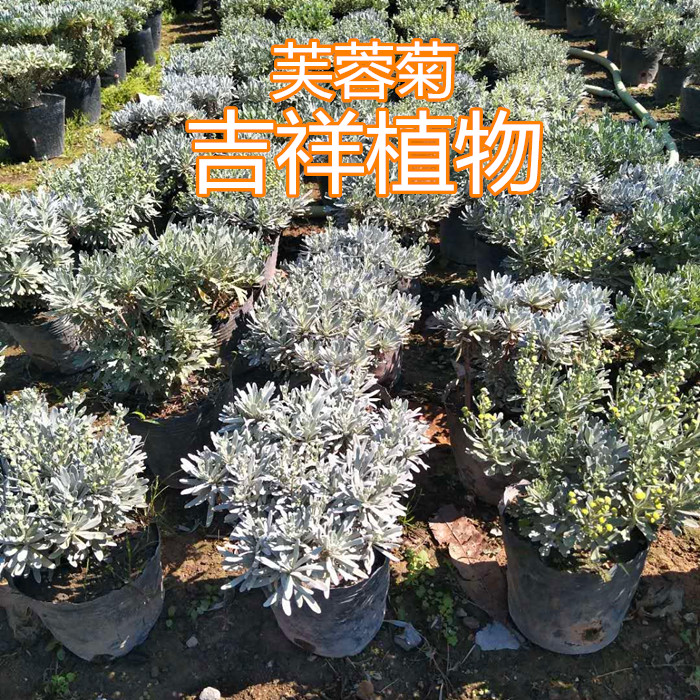 芙蓉菊银叶菊绿植香菊玉芙蓉千年艾蕲艾阳台庭院耐寒耐热花卉植物