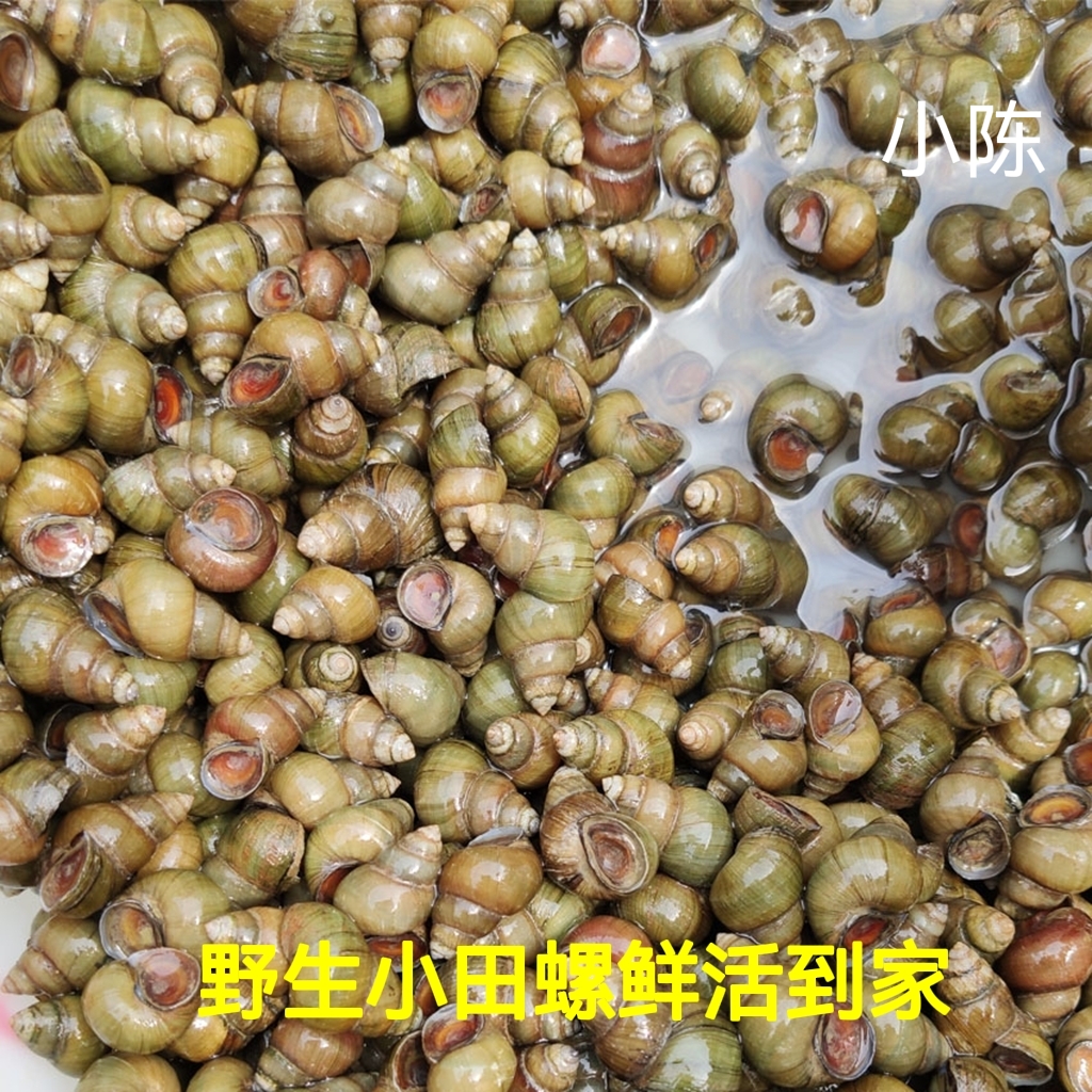 小螺蛳鲜活四川小田螺1-9斤包邮包活到家