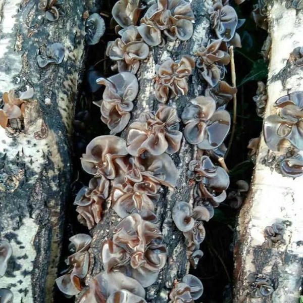 头茬野生深山木耳