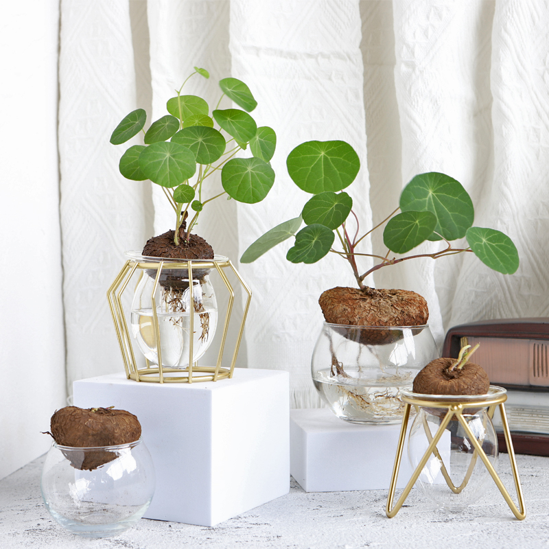 堇年造景创意水培山乌龟植物盆景办公室桌面趣味植物圆叶爬藤手工