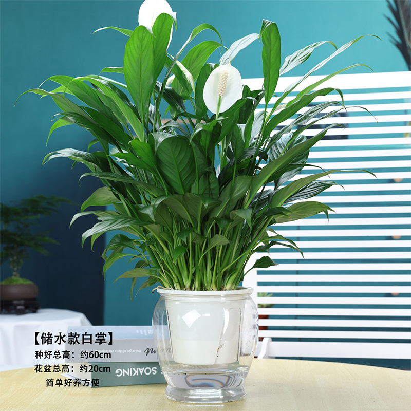 白掌室内绿植盆栽美观一帆风顺水培植物净化空气吸附甲醛好养活