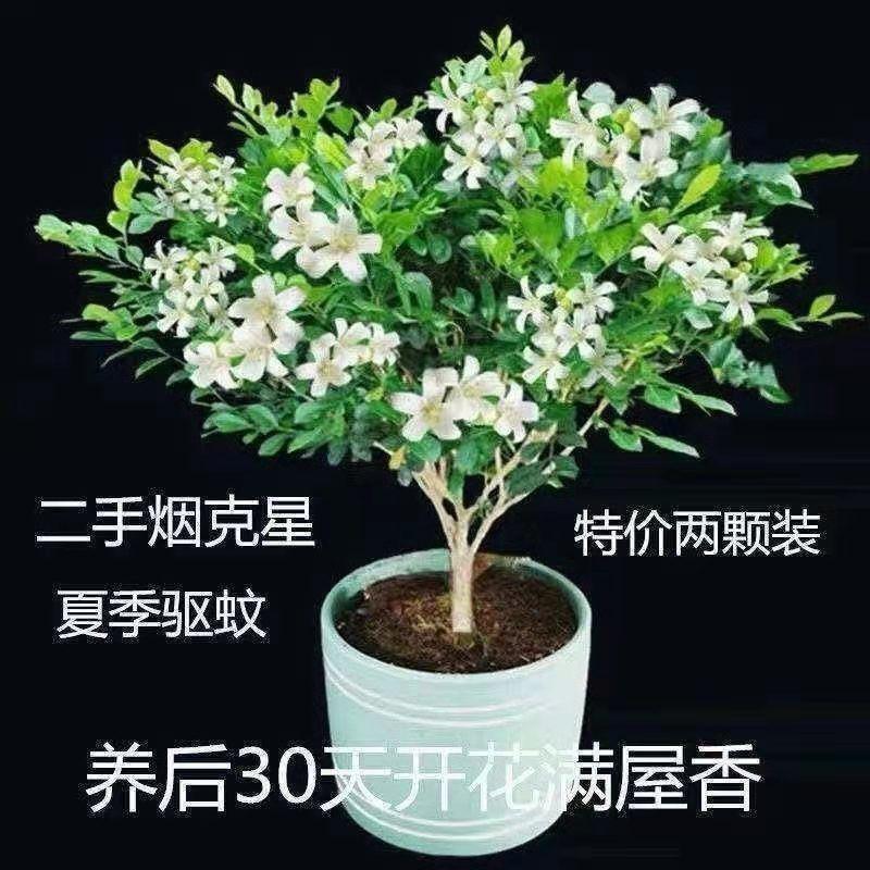 四季绿植盆栽 头条搜索