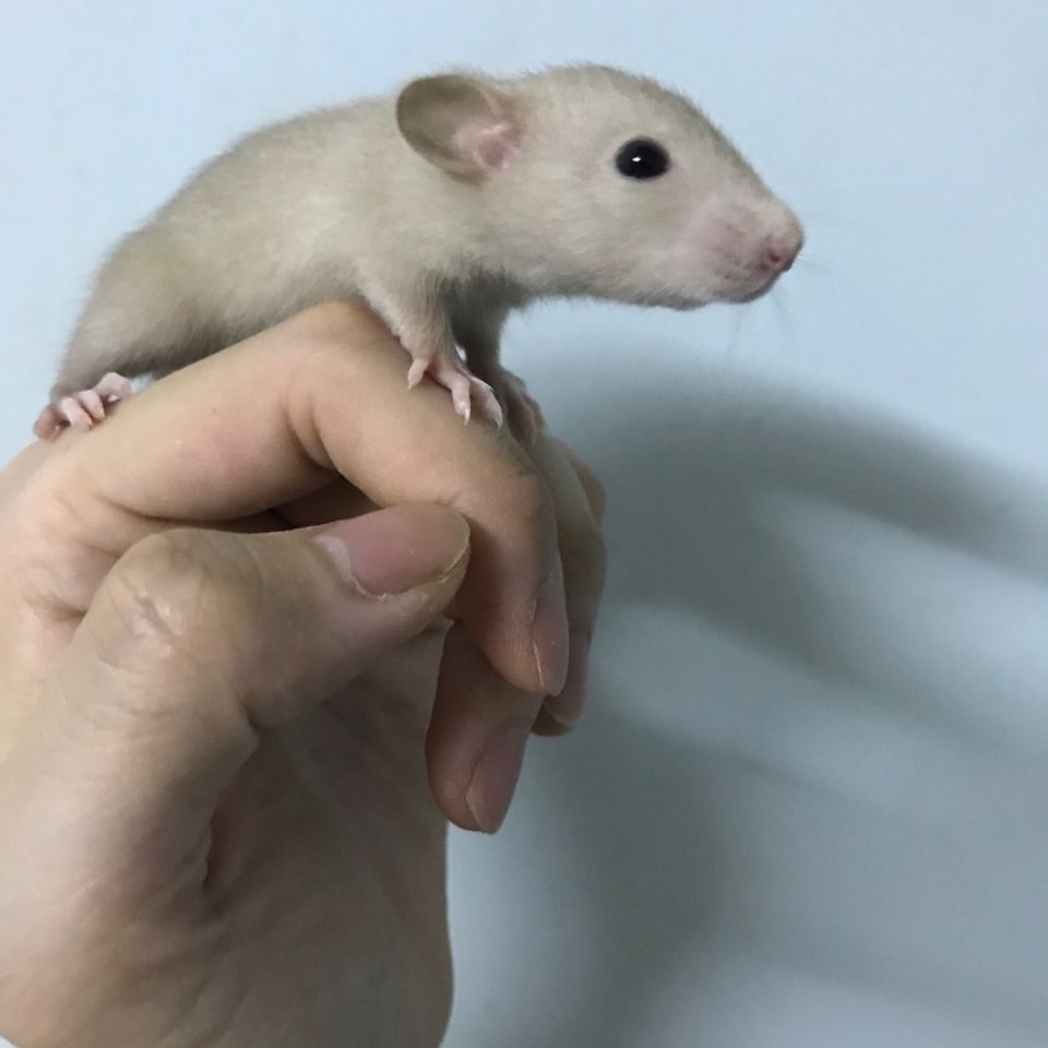 花枝鼠多少钱一只 头条搜索